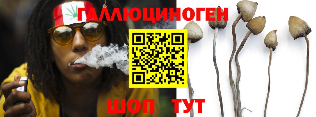 Псилоцибиновые грибы Psilocybine cubensis  Вход с VPN  Камень-на-Оби 